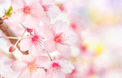 桜